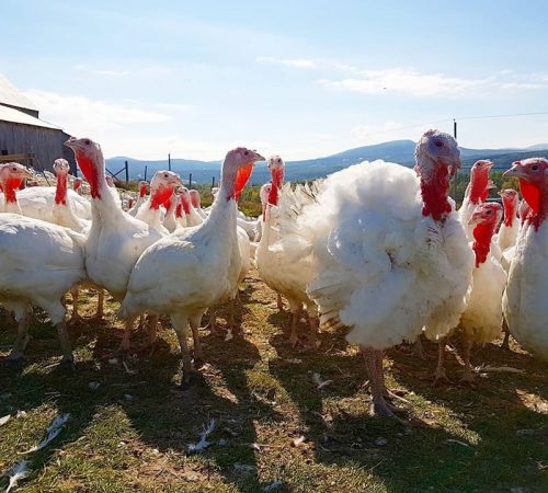 Nos élevages, dindes bio, Viandes biologiques charlevoix