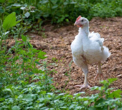 Nos élevages, Poulets bio,Viandes biologiques charlevoix