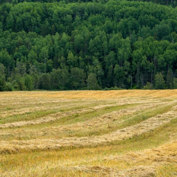 culture de nos céréales, Viandes biologiques charlevoix,